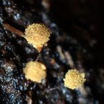 ホソエノヌカホコリ の高画質写真です。横浜市で、2026年7月09日に撮影したものです。