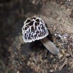 カサヒダタケ の高画質写真です。横浜市で、2026年7月09日に撮影したものです。