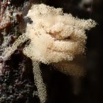 キウツボホコリ の高画質写真です。横浜市で、2026年7月12日に撮影したものです。
