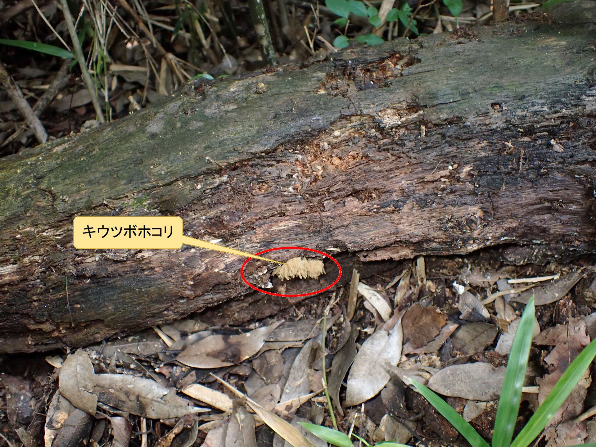 キウツボホコリ の高画質写真です。横浜市で、2026年7月08日に撮影したものです。