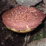 コガネキクバナイグチ の高画質写真です。横浜市で、2026年7月20日に撮影したものです。