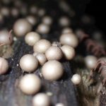 マメホコリ の高画質写真です。横浜市で、2026年7月23日に撮影したものです。