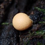 マメホコリ の高画質写真です。横浜市で、2026年7月26日に撮影したものです。