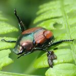 マメコガネ の高画質写真です。横浜市で、2026年7月27日に撮影したものです。
