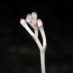 トサノクロムヨウラン の高画質写真です。横浜市で、2026年7月22日に撮影したものです。