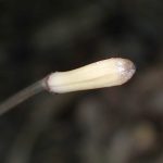 トサノクロムヨウラン の高画質写真です。横浜市で、2026年7月25日に撮影したものです。