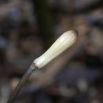 トサノクロムヨウラン の高画質写真です。横浜市で、2026年7月28日に撮影したものです。
