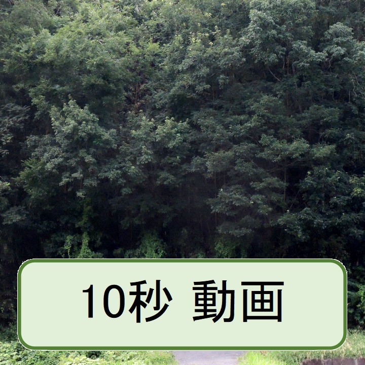ウスバキトンボ