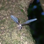 ウスマエグロハネナガウンカ の高画質写真です。横浜市で、2026年7月14日に撮影したものです。