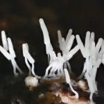 ウツボホコリの仲間 の高画質写真です。横浜市で、2026年7月28日に撮影したものです。
