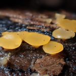 ビョウタケ の高画質写真です。横浜市で、2026年8月7日に撮影したものです。
