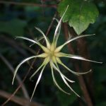 ハンショウヅル の高画質写真です。横浜市で、2026年8月25日に撮影したものです。