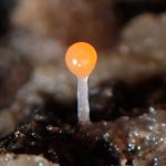 ホソエノヌカホコリ の高画質写真です。横浜市で、2026年8月14日に撮影したものです。