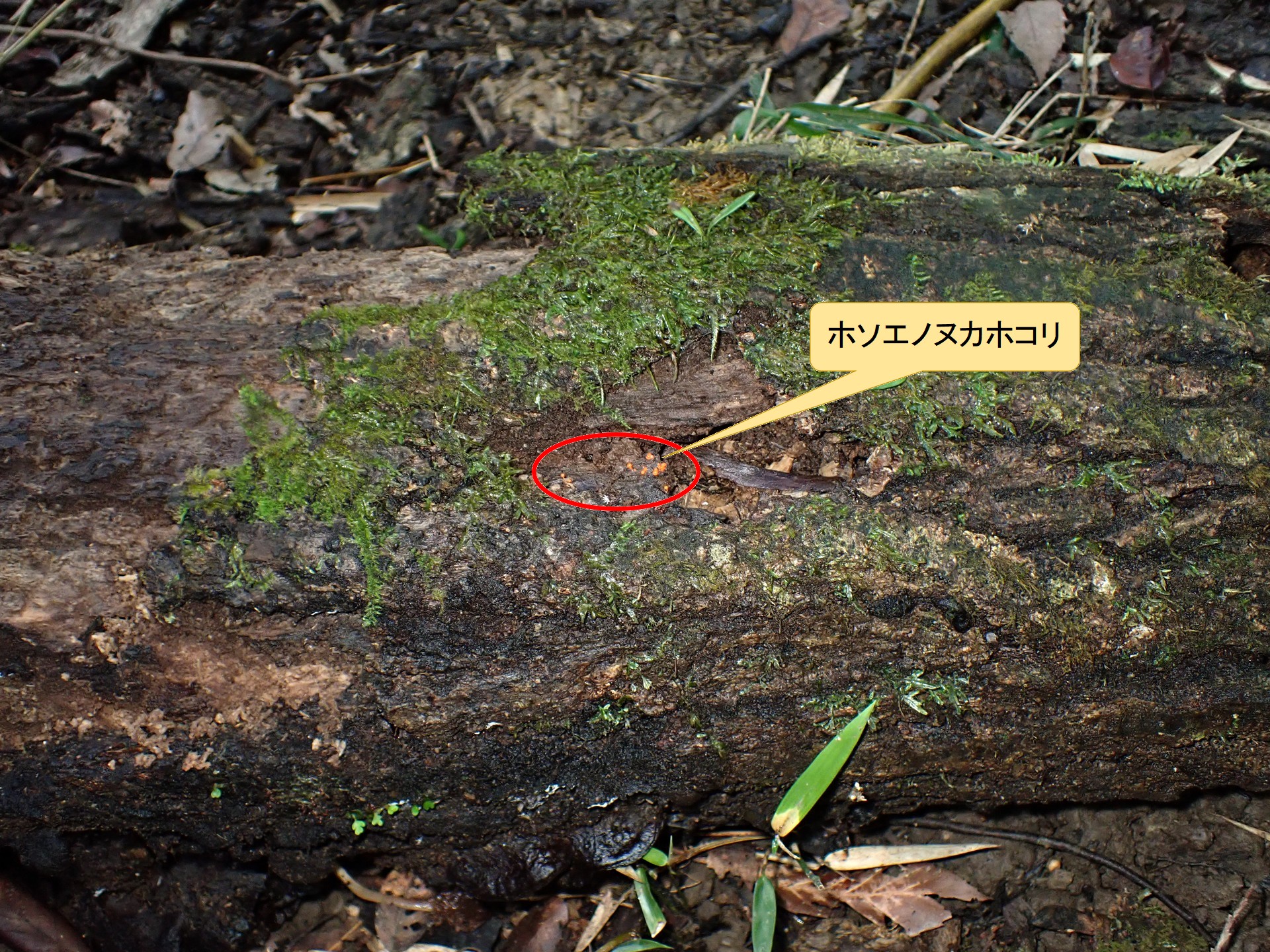 ホソエノヌカホコリ の高画質写真です。横浜市で、2026年8月7日に撮影したものです。