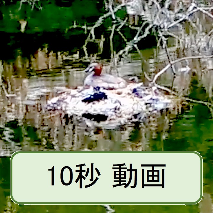 カイツブリ