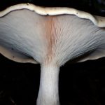 黄色い垂生ヒダきのこ の高画質写真です。横浜市で、2026年8月17日に撮影したものです。