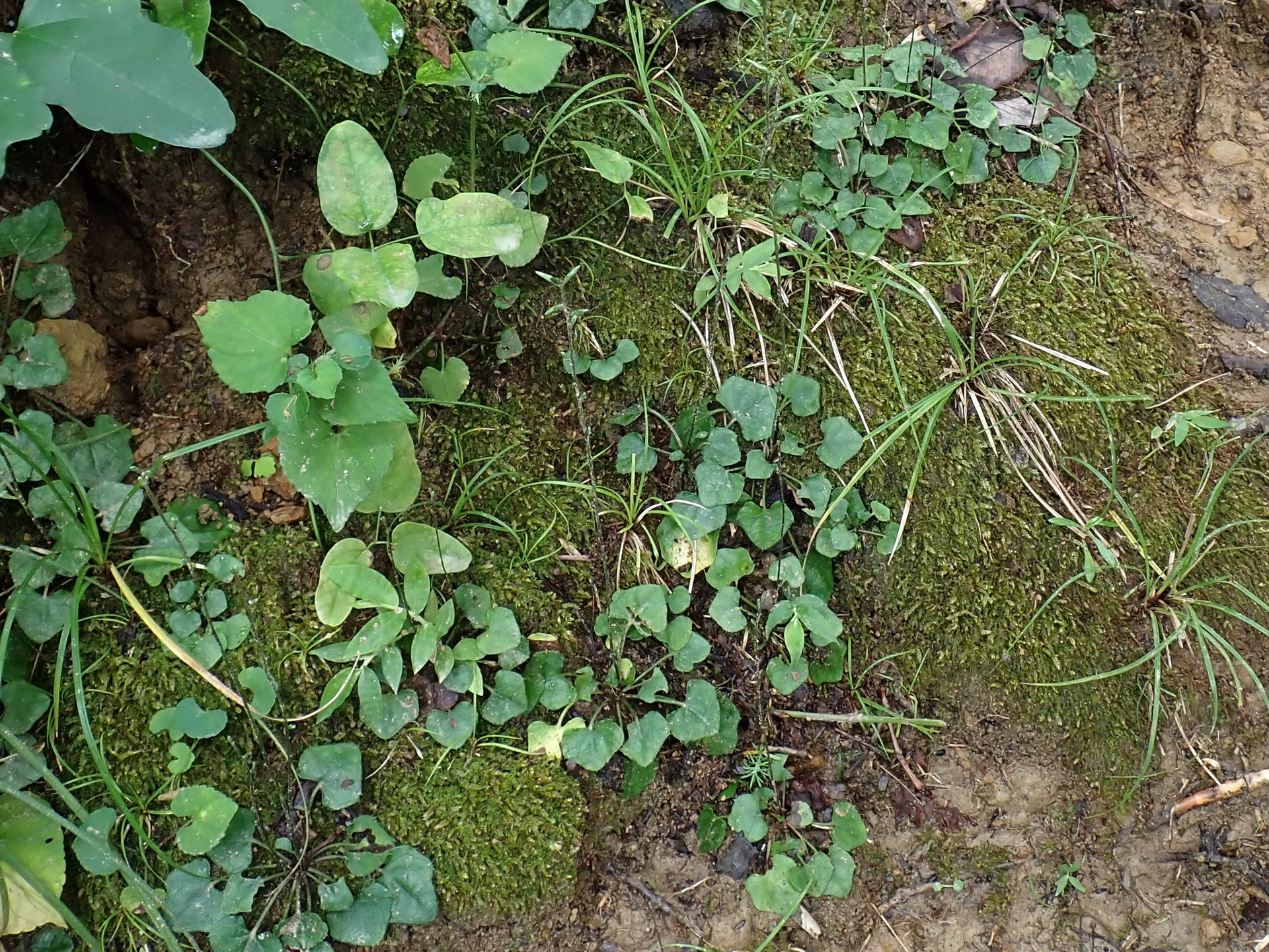 キッコウハグマ の高画質写真です。横浜市で、2026年8月14日に撮影したものです。