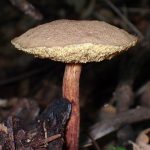 コガネキクバナイグチ の高画質写真です。横浜市で、2026年8月19日に撮影したものです。