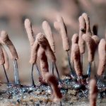 コムラサキホコリ の高画質写真です。横浜市で、2026年8月7日に撮影したものです。