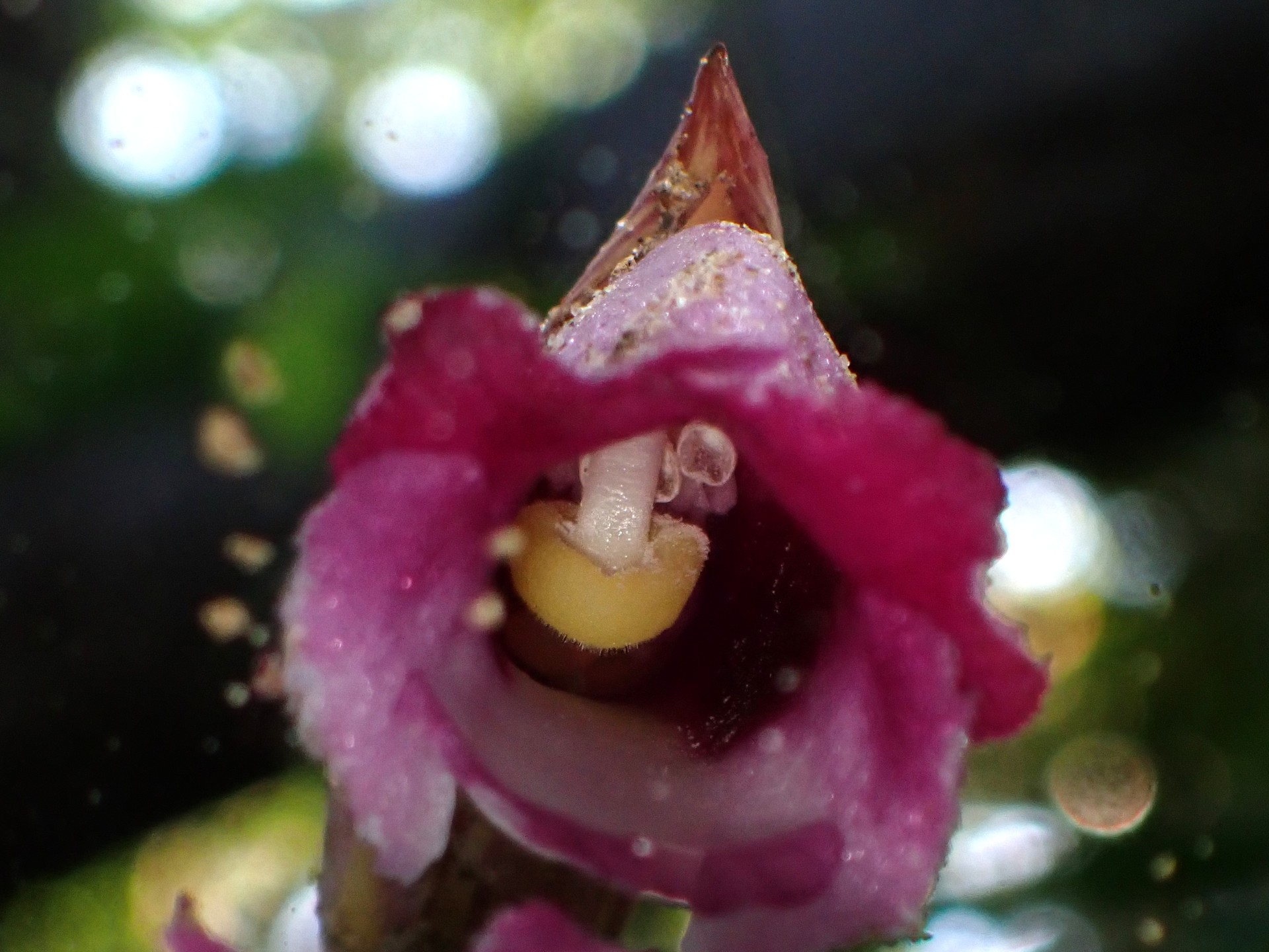 ナンバンギセル の高画質写真です。横浜市で、2026年8月18日に撮影したものです。