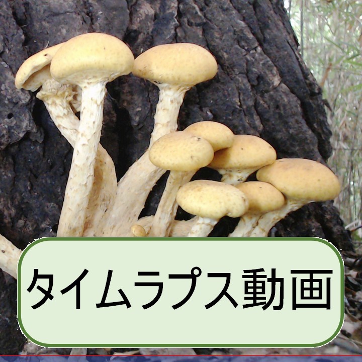 オオワライタケ