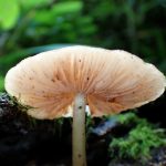 ヒョウモンウラベニガサ の高画質写真です。横浜市で、2026年9月12日に撮影したものです。