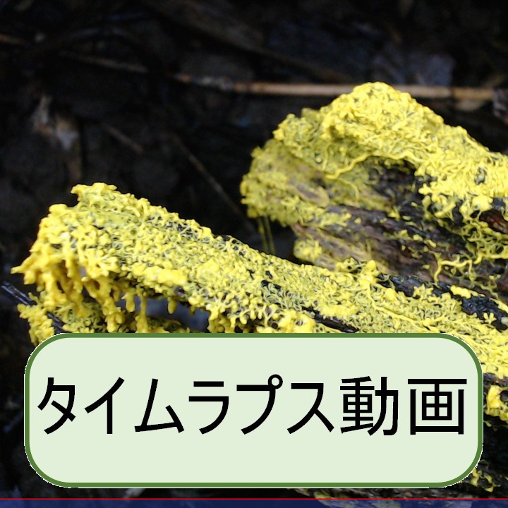 ムシホコリ