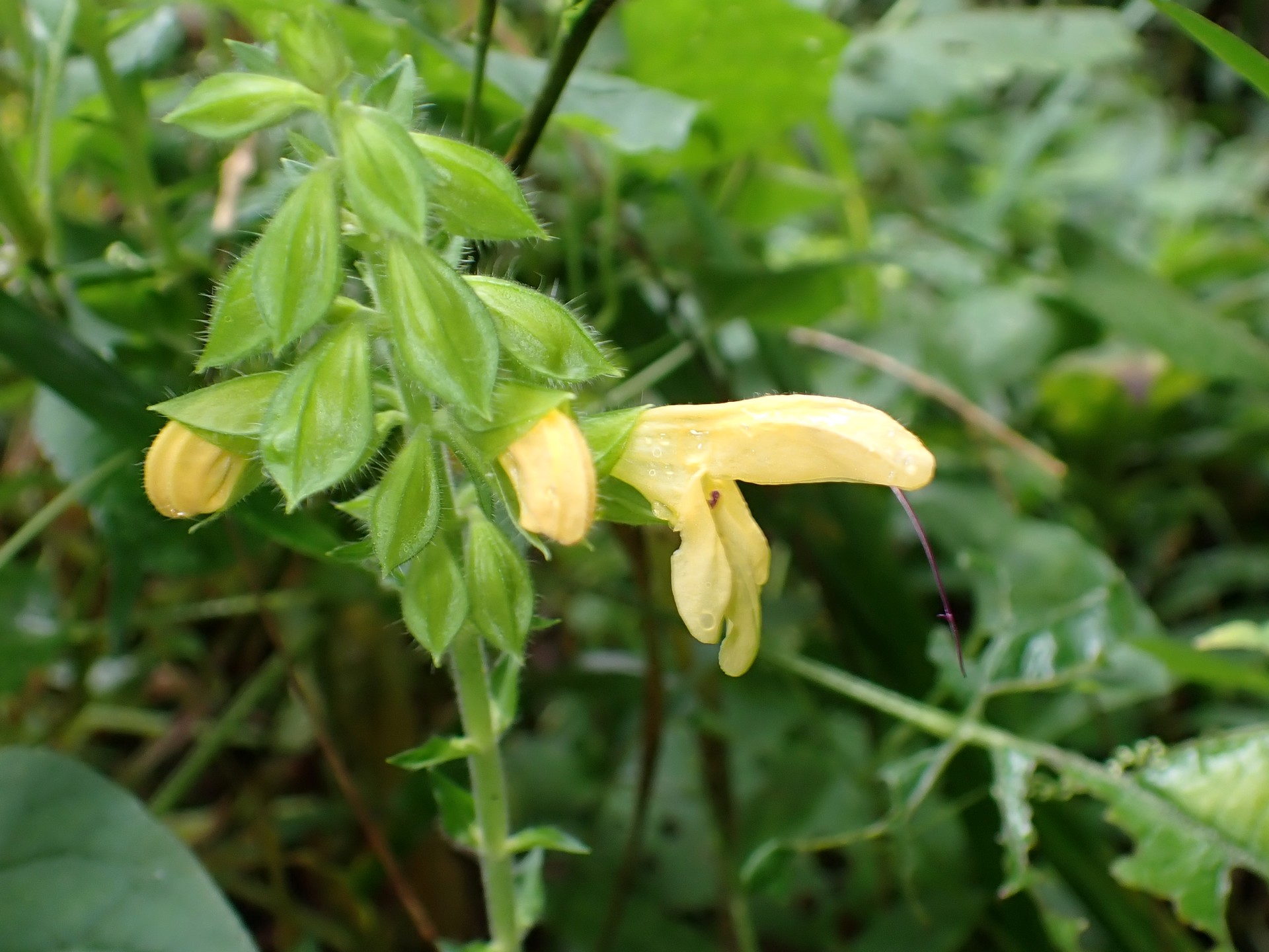 キバナアキギリ の高画質写真です。横浜市で、2026年9月17日に撮影したものです。