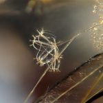 セミに寄生のケカビ の高画質写真です。横浜市で、2026年9月5日に撮影したものです。