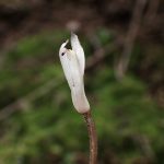 トサノクロムヨウラン の高画質写真です。横浜市で、2026年9月4日に撮影したものです。
