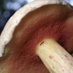 裏が赤いイグチ の高画質写真です。横浜市で、2026年9月11日に撮影したものです。